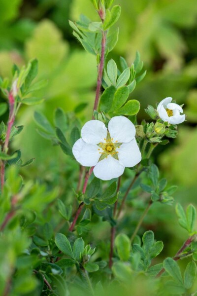 Potentilla fruticosa 'Abbotswood' C1,5 20-30