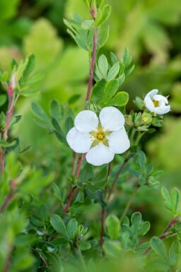 Potentilla fruticosa 'Abbotswood' C1,5 20-30