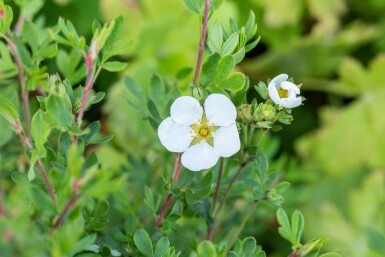 Potentilla fruticosa 'Abbotswood' C1,5 20-30