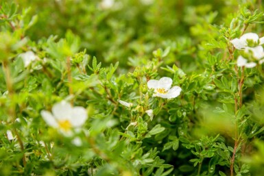 Potentilla fruticosa 'Abbotswood' C1,5 20-30