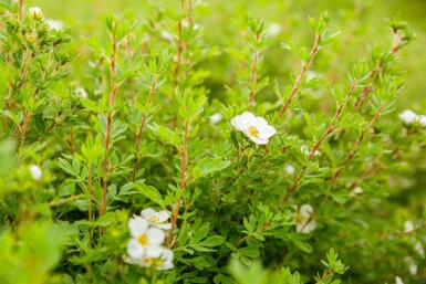Potentilla fruticosa 'Abbotswood' C1,5 20-30