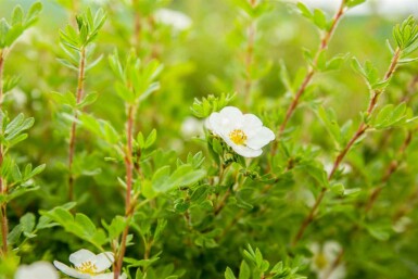 Potentilla fruticosa 'Abbotswood' C1,5 20-30
