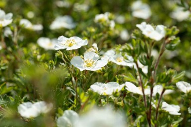 Potentilla fruticosa 'Abbotswood' C1,5 20-30