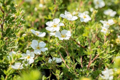 Potentilla fruticosa 'Abbotswood' C1,5 20-30