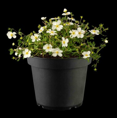 Potentilla fruticosa 'Abbotswood' C1,5 20-30