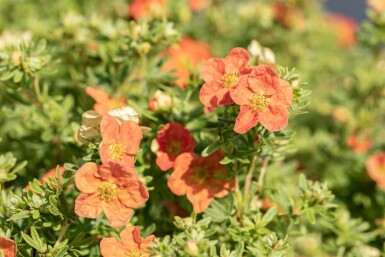 Potentilla fruticosa 'Red Ace' C10 40-60