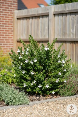 Prostanthera cuneata busk 20-25 cm