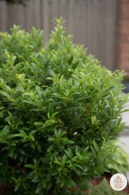 Prunus laurocerasus 'Sofia' busk 25-30 cm