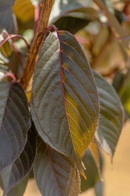 Prunus 'Royal Burgundy' C10 100-125