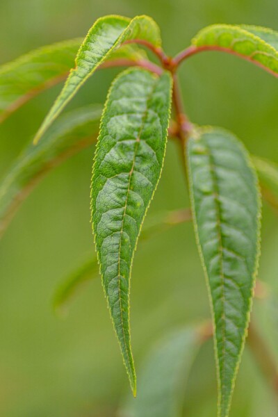 Prunus serrula C20 125-150