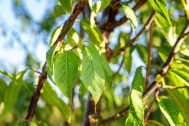 Prunus serrula C20 125-150
