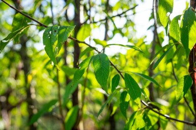 Prunus serrula C20 125-150