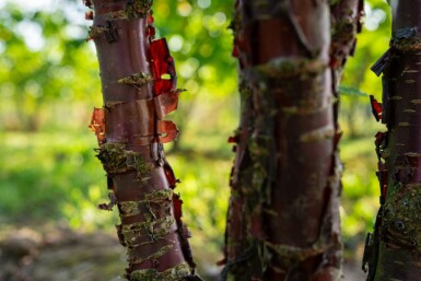 Prunus serrula C20 125-150