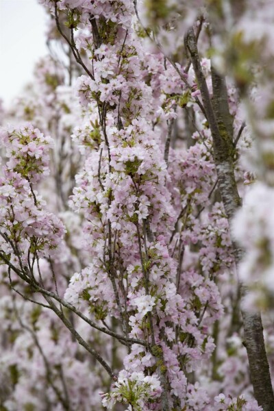 Prunus serrulata 'Amanogawa' C10 125-150