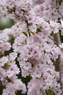 Prunus serrulata 'Amanogawa' C10 125-150