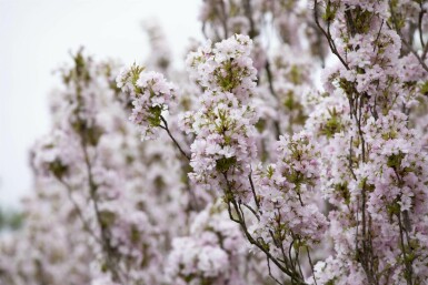 Prunus serrulata 'Amanogawa' C10 125-150