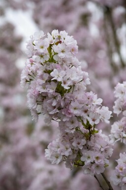 Prunus serrulata 'Amanogawa' C10 125-150
