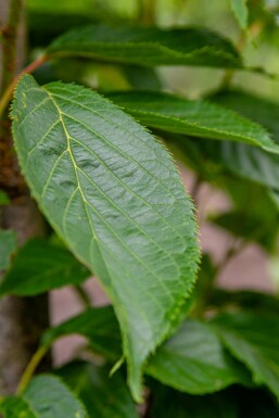 Prunus serrulata 'Amanogawa' C10 125-150