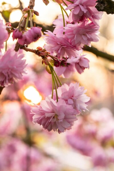 Prunus serrulata 'Kanzan' C10 150-175