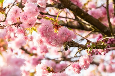 Prunus serrulata 'Kanzan' C10 150-175