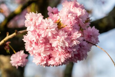 Prunus serrulata 'Kanzan' C10 150-175