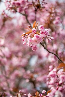 Prunus serrulata 'Kanzan' C10 150-175
