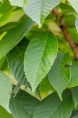 Prunus serrulata 'Kanzan' C10 150-175