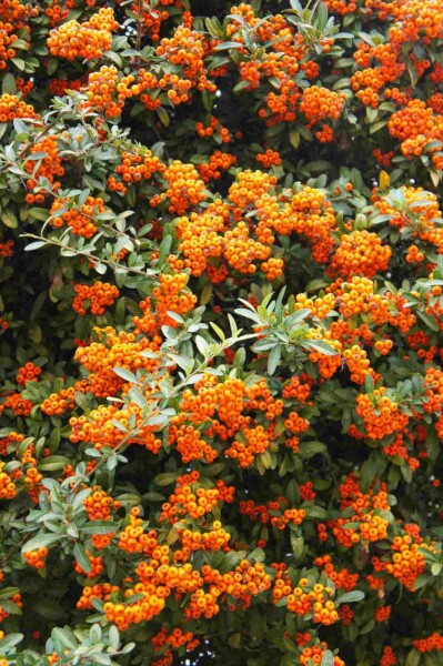 Ildtorn Pyracantha 'Red Cushion' busk 20-25 p13 Pyracantha 'Red Cushion' busk 20-25 cm