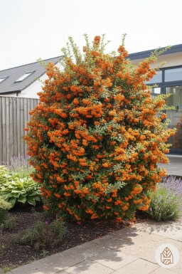 Pyracantha 'Red Cushion' busk 20-25 cm