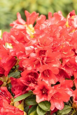 Rhododendron Rhododendron 'Baden-Baden' busk Rhododendron 'Baden-Baden' busk