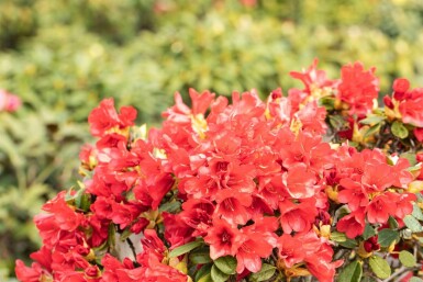Rhododendron 'Baden-Baden'