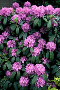 Rhododendron Rhododendron 'Catawbiense grandiflorum' busk Rhododendron 'Catawbiense grandiflorum' busk