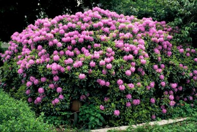 Rhododendron Rhododendron 'Catawbiense grandiflorum' busk Rhododendron 'Catawbiense grandiflorum' busk