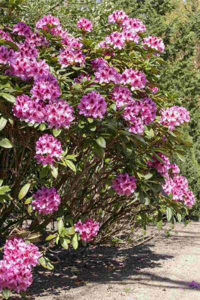 Rododendron Rhododendron 'Cosmopolitan' busk 50-60 C7,5 Rhododendron 'Cosmopolitan' busk 50-60 cm