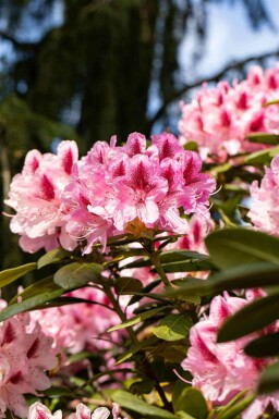 Rododendron Rhododendron 'Cosmopolitan' busk 50-60 C7,5 Rhododendron 'Cosmopolitan' busk 50-60 cm