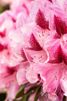 Rododendron Rhododendron 'Cosmopolitan' busk 50-60 C7,5 Rhododendron 'Cosmopolitan' busk 50-60 cm