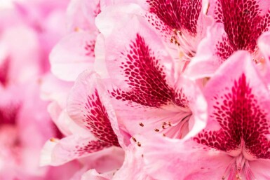 Rododendron Rhododendron 'Cosmopolitan' busk 50-60 C7,5 Rhododendron 'Cosmopolitan' busk 50-60 cm