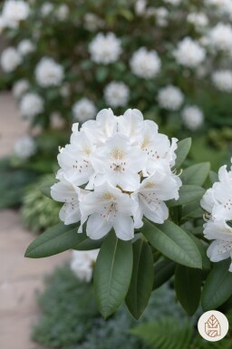 Rhododendron 'Cunningham's White' busk 40-50 cm