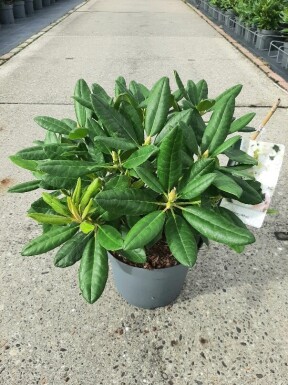 Rhododendron 'Cunningham's White' busk 40-50 cm