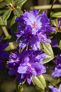 Rhododendron Rhododendron impeditum busk Rhododendron impeditum busk