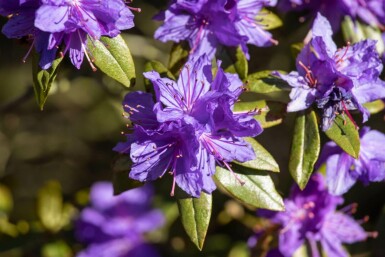 Rhododendron Rhododendron impeditum busk Rhododendron impeditum busk