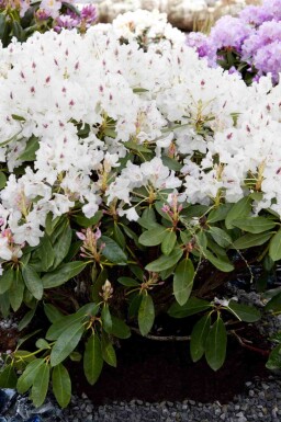 Alperose Rhododendron 'Madame Masson' busk 35-45 C5 Rhododendron 'Madame Masson' busk 35-45 cm