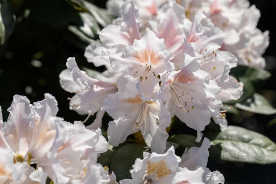 Alperose Rhododendron 'Madame Masson' busk 35-45 C5 Rhododendron 'Madame Masson' busk 35-45 cm