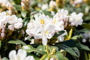 Alperose Rhododendron 'Madame Masson' busk 35-45 C5 Rhododendron 'Madame Masson' busk 35-45 cm
