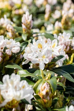 Alperose Rhododendron 'Madame Masson' busk 35-45 C5 Rhododendron 'Madame Masson' busk 35-45 cm