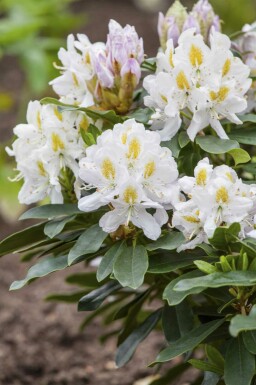 Alperose Rhododendron 'Madame Masson' busk 35-45 C5 Rhododendron 'Madame Masson' busk 35-45 cm