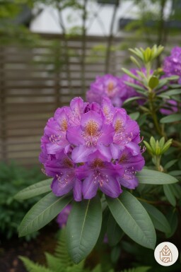 Rhododendron 'Moerheim' busk 20-25 cm
