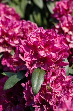 Rhododendron Rhododendron 'Nova Zembla' busk Rhododendron 'Nova Zembla' busk
