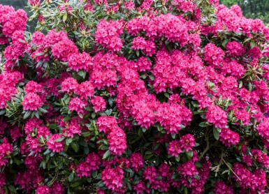 Rhododendron Rhododendron 'Nova Zembla' busk Rhododendron 'Nova Zembla' busk