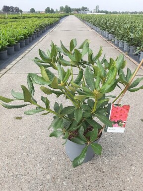 Rhododendron 'Nova Zembla' busk 40-50 cm